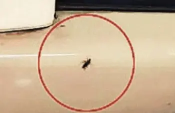 Passenger Discovers Cockroaches on Vande Bharat Express from Gwalior to Bhopal, Sparks Hygiene Concerns