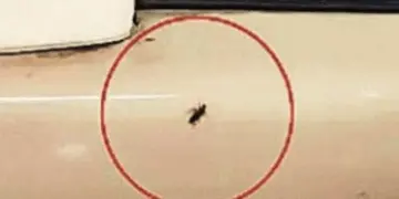 Passenger Discovers Cockroaches on Vande Bharat Express from Gwalior to Bhopal, Sparks Hygiene Concerns