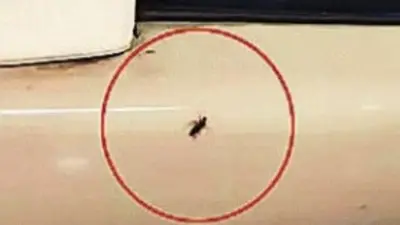 Passenger Discovers Cockroaches on Vande Bharat Express from Gwalior to Bhopal, Sparks Hygiene Concerns